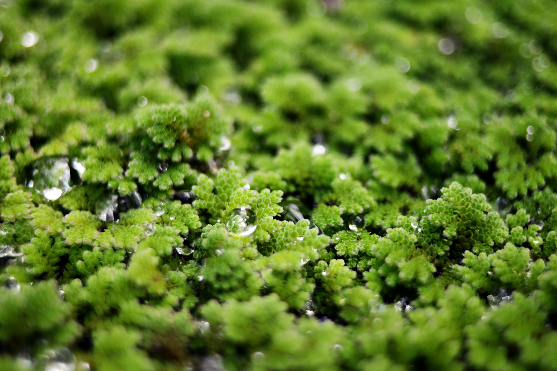 Azolla, Azolla caroliniana, Carolina Azolla, Carolina Mosquito Fern, Water velvet